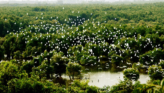 Tour du lịch miền Tây 2 ngày 1 đêm: Tràm Chim - Gáo Giồng